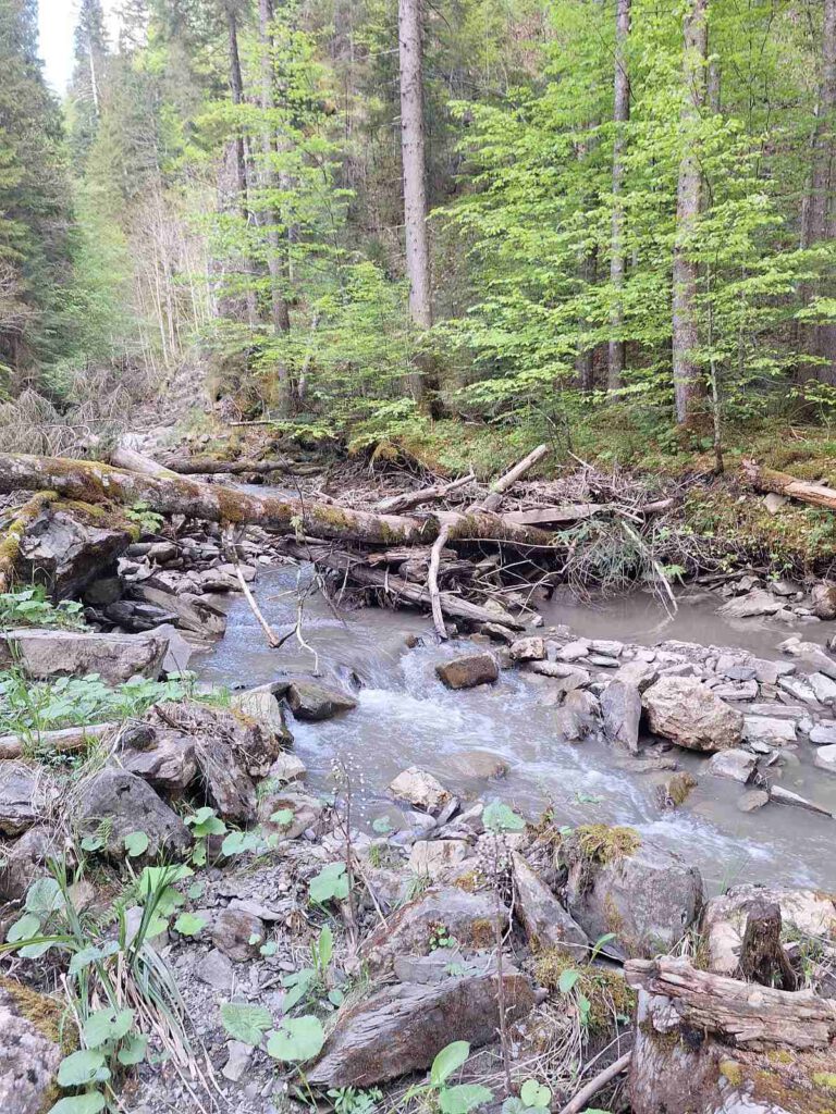 Baumstaemme und Aeste in der Schlucht